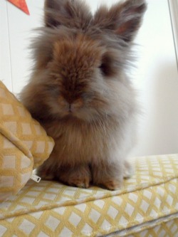 dailybunny:  Bunny Sits Pretty Thanks, arihendershot!