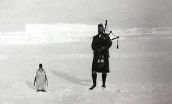 babiesareyum:  &ldquo;A member of the Scottish National Antarctic Expedition plays the bagpipe for an indifferent penguin, 1904.&rdquo; 