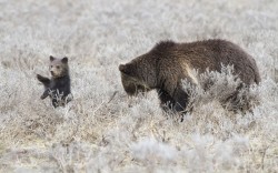 theanimalblog:  A grizzly bear cub appears