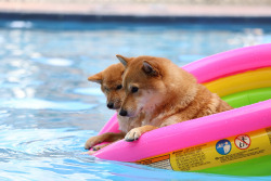 uffyflup:  Shiba-Inu Pool Party Photographs © takyua.baby