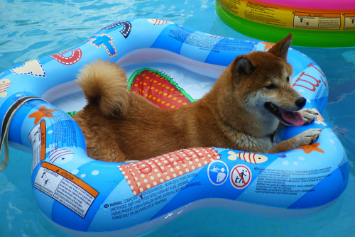 uffyflup:  Shiba-Inu Pool Party Photographs © takyua.baby adult photos