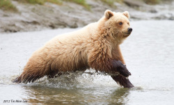 magicalnaturetour:   “Cub running towards her sister” by Tin Man :)