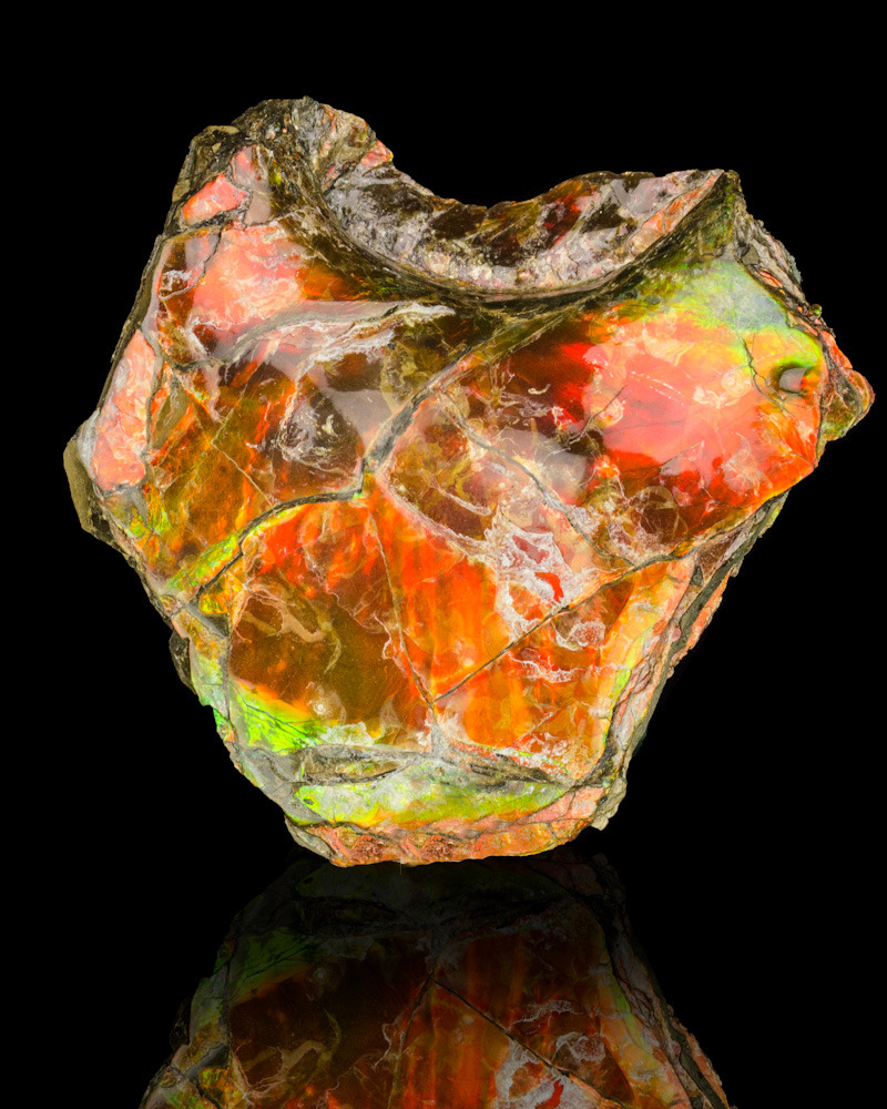 zencoma:
“ Ammolite Ammonite
”