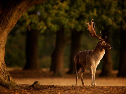 Fallow Deer by Mark Bridger