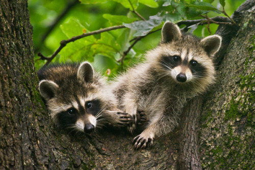 Raccoon Cubs by Ronald L. Day