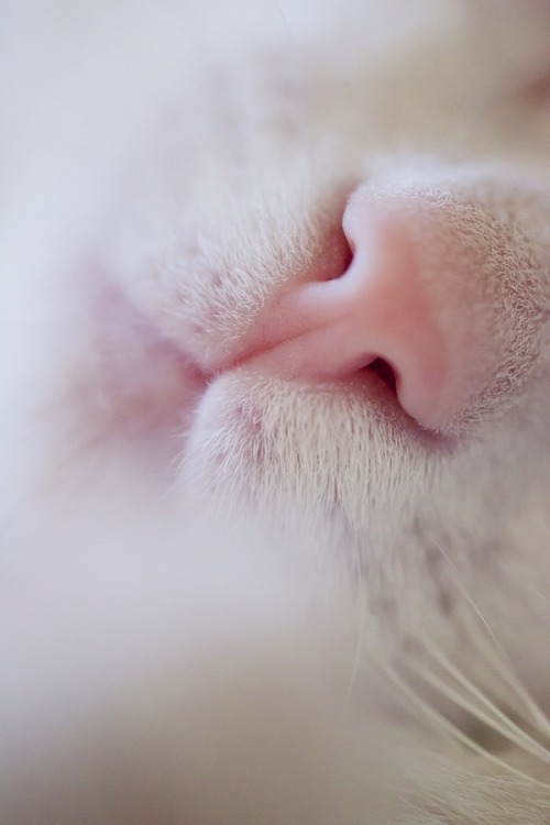 photogenicfelines:  (Ömer Alp Evirgen)