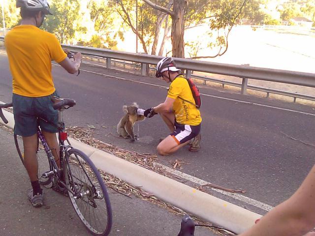 cracked:  At 120 degrees in Australia, it was so hot for a week that Koalas were