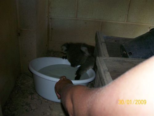 cracked:  At 120 degrees in Australia, it was so hot for a week that Koalas were asking people for water. Then things got adorable. 