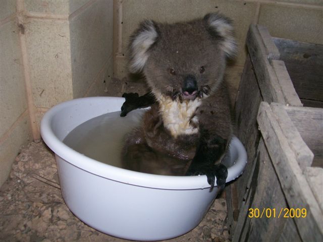 cracked:  At 120 degrees in Australia, it was so hot for a week that Koalas were