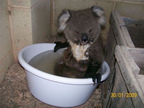 cracked:  At 120 degrees in Australia, it was so hot for a week that Koalas were asking people for water. Then things got adorable. 