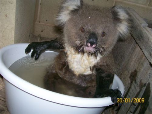 cracked:  At 120 degrees in Australia, it was so hot for a week that Koalas were asking people for water. Then things got adorable. 