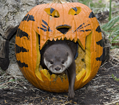 Asian small-clawed otter (by Smithsonian’s National Zoo)