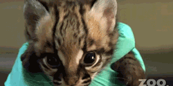 imkirby:  Cute Baby Ocelot Kittens [x]  What