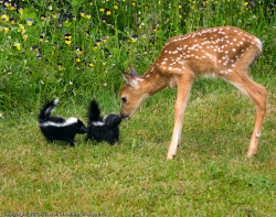 unimportant:  bambi and flower!!!??? 