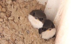 becausebirds:  birdsarebetterthansnakes:  whumf:  birding  omg look at these little buddies  Disgustingly adorable.  birbs