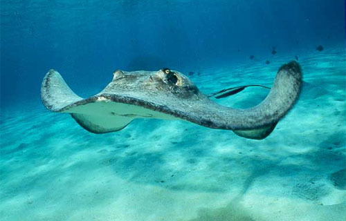 stingray manta stingray manta