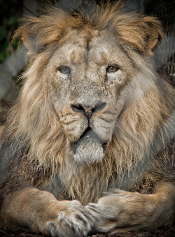 earth-song:  “Caged King” by Carlo Saltalamacchia