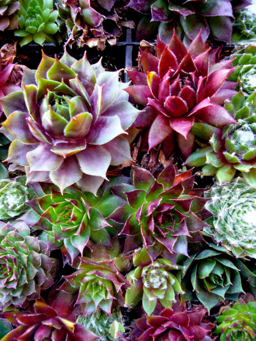 Succulents (by davitydave)