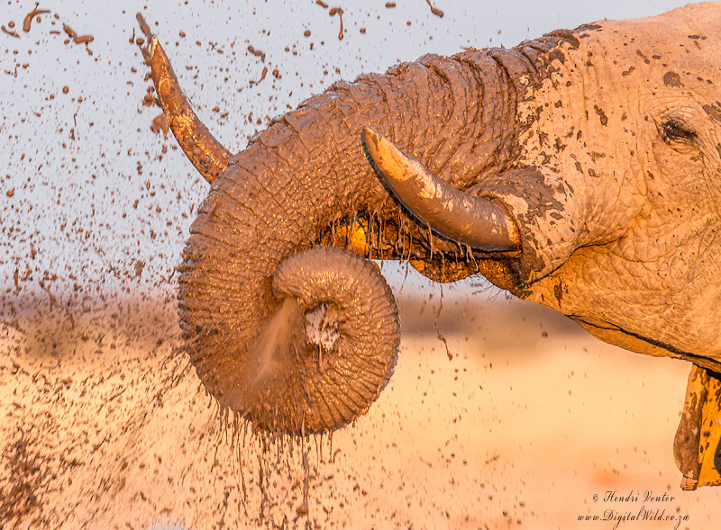 earthandanimals:  Elephant giving himself a mud bath! Photo by Hendri Venter. 