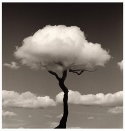 coffee-black-egg-white:  cloud tree. 