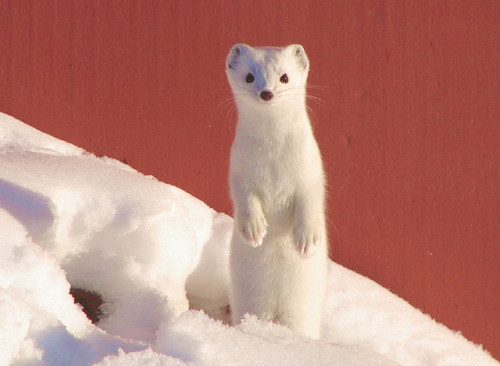 magicalnaturetour:  アーミン-花林»リボンКолянаピン-ちょうど来て永遠に滞在; ） by shimon.yamada on Flickr. :)