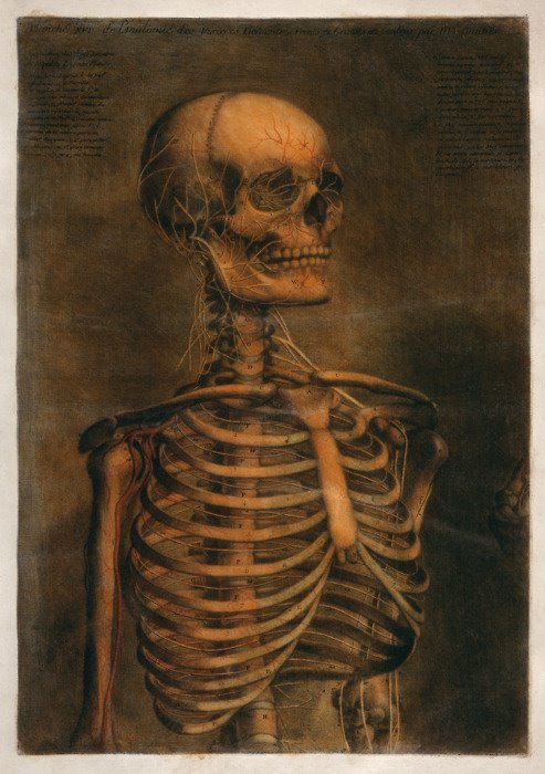 forbiddenalleys:  From the Anatomical Atlas, Jacques Fabian Gautier d’Agoty (1717-1785) 