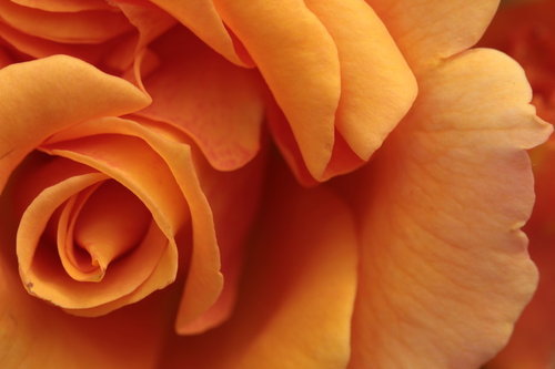 Click here for the most beautiful blog you’ve ever followed :)