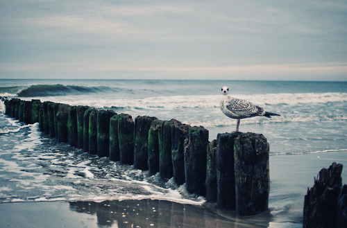 present-fiction:  That bird kind of creeps me out..