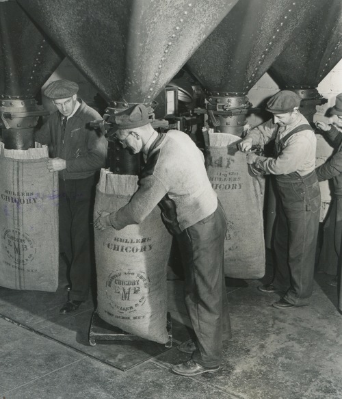 December 9 1942.  Michigan Chicory Production. 