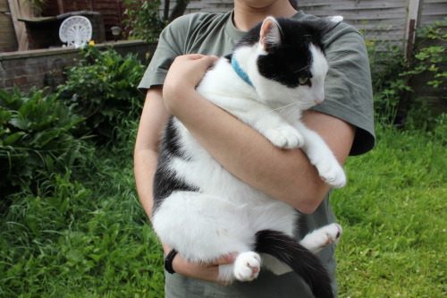peasantslyfe:  stfutony:  obeybiebuh:  c0mpares:  furball-me:  FAT CATTTTTTTTTTTTTT  dont be rude to Haku. He isn’t really fat guys, it’s the way my friend was holding him ._____.  he is beautiful and unique that way. DON’T LISTEN TO EM BBY.  YOU