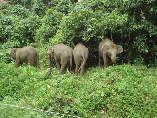 blissful—elephants: tropicallll
