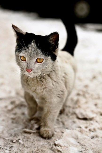 callmekitto:littlewendycat:hannadercan:Okay. Not even a cat person…but this one is BEAUTIFUL.dsnldsl