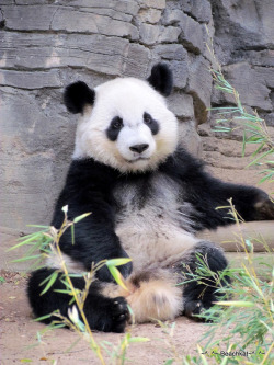 Giant Panda Photos