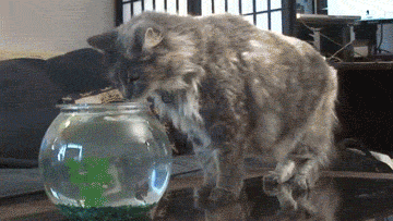 clawedrockdawg:  myinkblots:  I wish i had a cat… they look like so much fun… follow meh! … or not, I dunno…  That just makes me want to sneeze and laugh!!! 