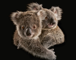 nedhepburn:  Koalas are under seige. Can