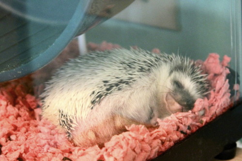 anally: Winry is in such a snooze right now and she must be dreaming of mealworms because she’