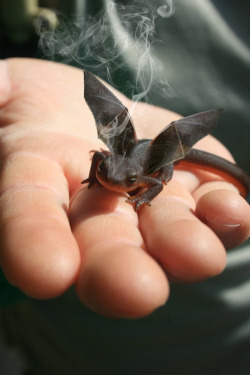 A baby Toothless. I want one.  Badly. when