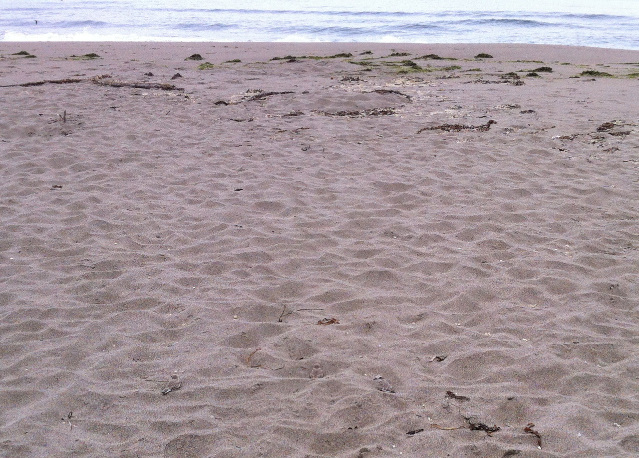 We released three tiny snowy plover chicks today at a secret location. Can you find all three in this photo?
Learn more about how we rescue and release threatened snowy plovers.