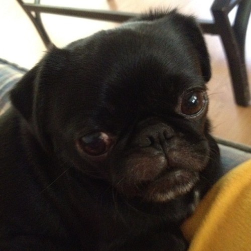 brandenite: Hiccups. #pug #puppie (Taken with Instagram)