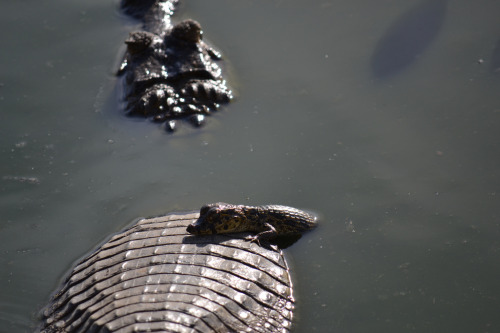 Caiman yacare (by Luísa Mota)