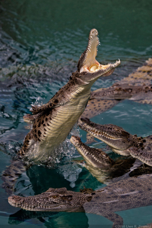 Crocodiles (by Kaidohmaru*)