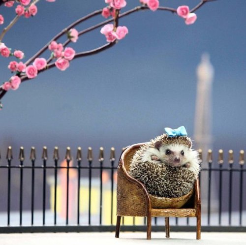 dives-and-divas:Madison the pygmy hedgehog is photographed during the filming of an advert for Lacto