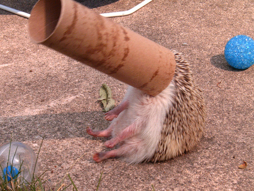 Fun with Hedgehogs