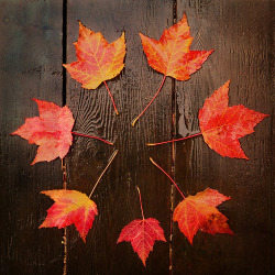 Let's Fall In Love with Autumn!