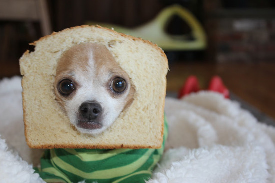 psyducked:  this dog looks like it has the answers to everything 
