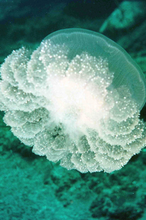 kevvn:  Meduse By Niko