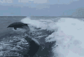 tentacletherapissed:  scissorsrpsn:  thejamesboyle:  i have seen everything i need to see before i die  I do believe those are the first ungraceful dolphins in the history of ever.   “OH, SHIT. OH, FUCK. TED, ARE YOU ALRIGHT, MAN. DAMN IT. I FRICKED