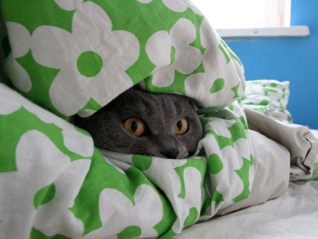 Hello!