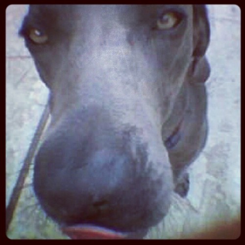 Ella #blueweimaraner #weimaraner (Taken with Instagram)