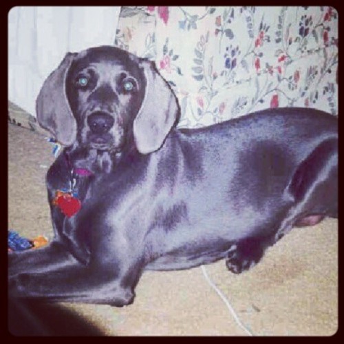 Ella at about 3 months in this pic. #blueweimaraner #weimaraner ...